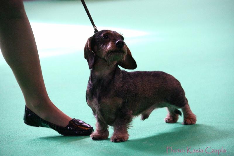 Crufts2011_2 899.jpg